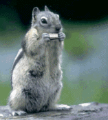 harmonicasquirrel.gif